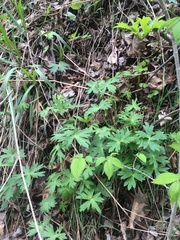 Delphinium exaltatum