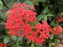 Ixora coccinea