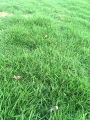 Zoysia matrella