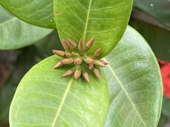 Ixora coccinea