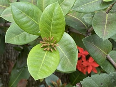 Ixora coccinea