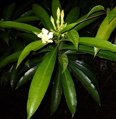 Rauvolfioideae