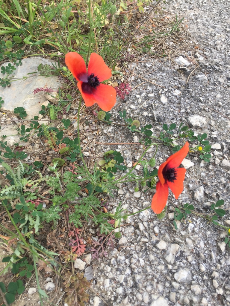 Italian Poppy from 21100 Nafplio, Nafplio, Argolis, GR on April 6, 2018 ...