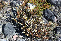 Cassiope tetragona tetragona
