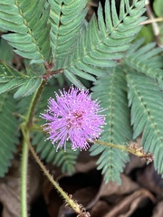 Mimosa pudica
