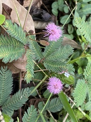 Mimosa pudica