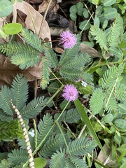 Mimosa pudica