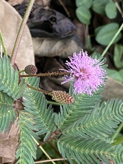 Mimosa pudica