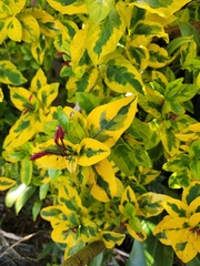 Graptophyllinae