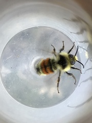 Bombus sylvicola