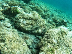 Cephalopholis panamensis