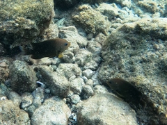 Stegastes rectifraenum