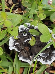 Thelephora cuticularis