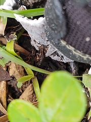 Thelephora cuticularis
