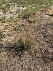 Psathyrostachys juncea