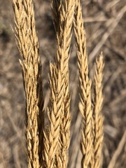 Psathyrostachys juncea