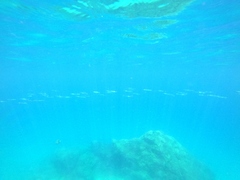 Hemiramphus saltator