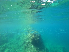 Hemiramphus saltator