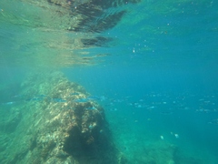 Hemiramphus saltator