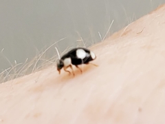 Hyperaspis silvestrii