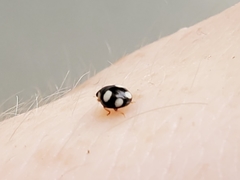 Hyperaspis silvestrii