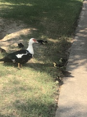 Cairina moschata domestica