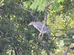 Nyctanassa violacea