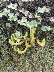 Huperzia appressa