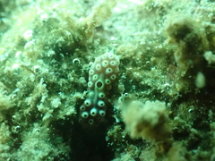 Polycitoridae