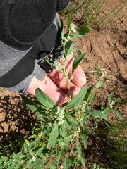 Chenopodium pratericola