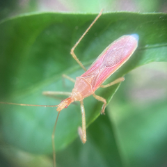 Zelus renardii