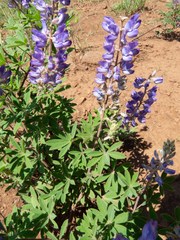 Lupinus hillii