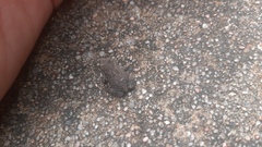 Anaxyrus americanus charlesmithi