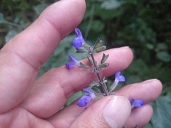 Salvia urolepis