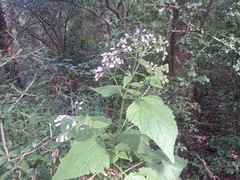 Peteravenia malvifolia