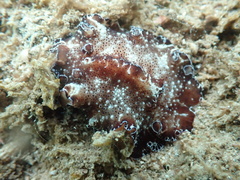 Discodoris boholiensis