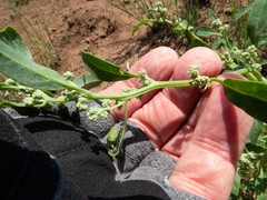 Chenopodium pratericola