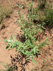 Chenopodium pratericola