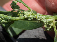 Chenopodium pratericola