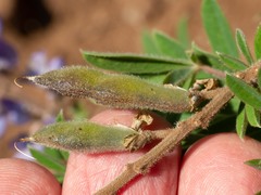 Lupinus hillii