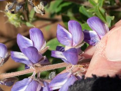 Lupinus hillii