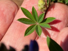 Lupinus hillii