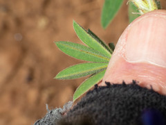 Lupinus hillii