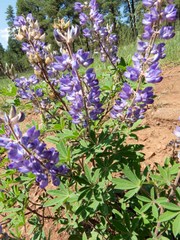 Lupinus hillii