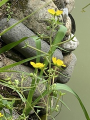 Ludwigia octovalvis