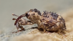 Trachodes hispidus