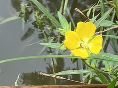 Ludwigia octovalvis