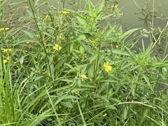 Ludwigia octovalvis