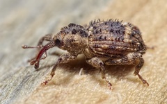 Trachodes hispidus