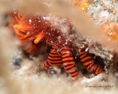 Ciliopagurus strigatus